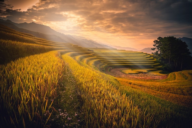 Champs de riz sur les terrasses avec pavillon en bois au coucher du soleil à Mu Cang Chai, YenBai, Vietnam.