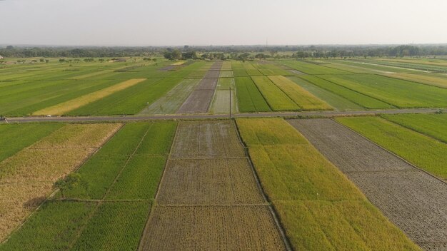 Photo champs de riz et terres agricoles en indonésie