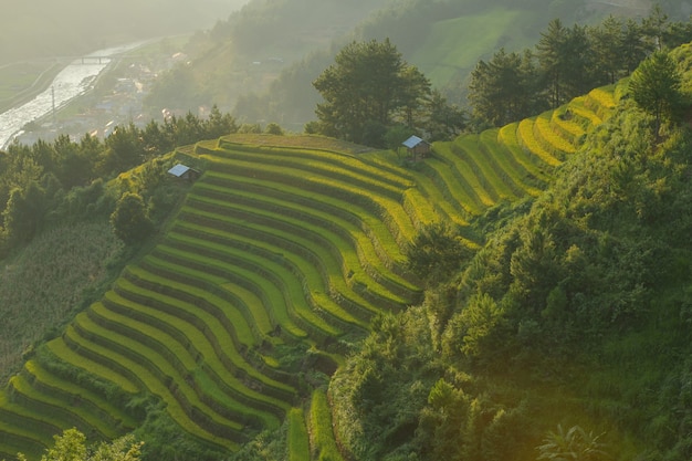 Champs de riz vert en terrasses à Mu cang chai, champ de riz du Vietnam