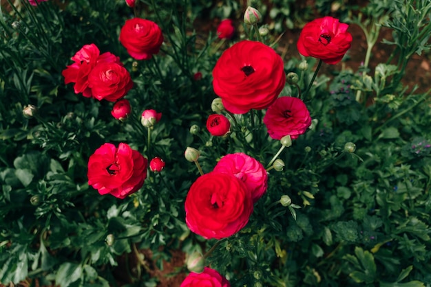 Des champs de roses rouges dans une serre turque