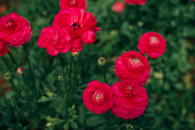 Des champs de roses rouges dans une serre turque