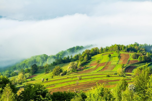 Champs à la surface des collines couvertes de brouillard dans la zone rurale du matin