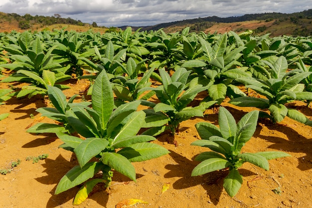 Champs de tabac biologique pour la production de tabac