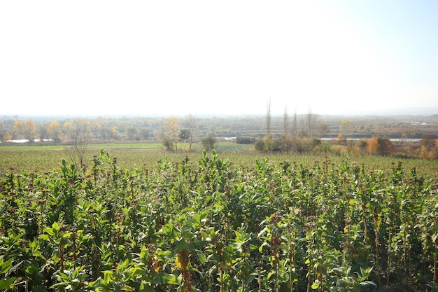 Photo champs de tabac