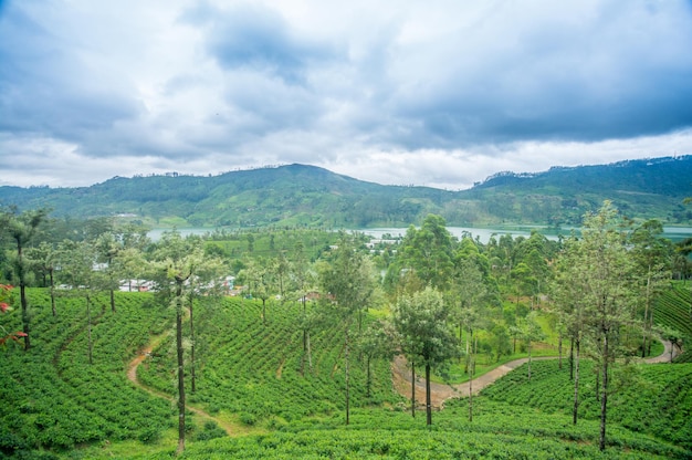 Champs de thé à l'intérieur du pays, Sri Lanka