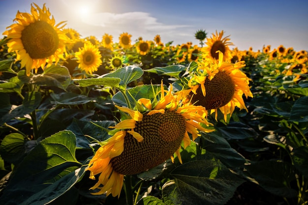 Champs de tournesol et nuages de ciel bleu arrière-planPaysages de champs de tournesol par une belle journée ensoleillée avec des motifs formés en arrière-plan naturel