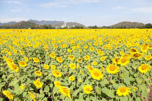 champs de tournesol