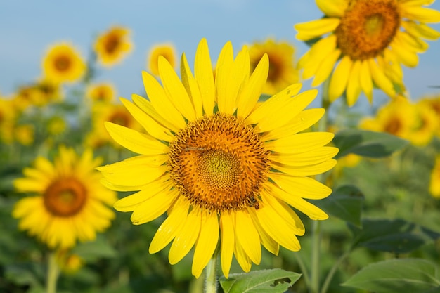 champs de tournesol