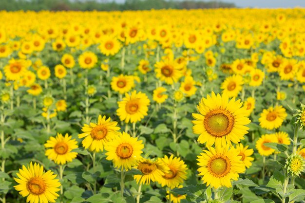 champs de tournesol