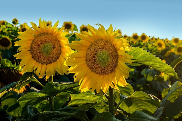 Champs de tournesols en été Production agricole d'huile de tournesol