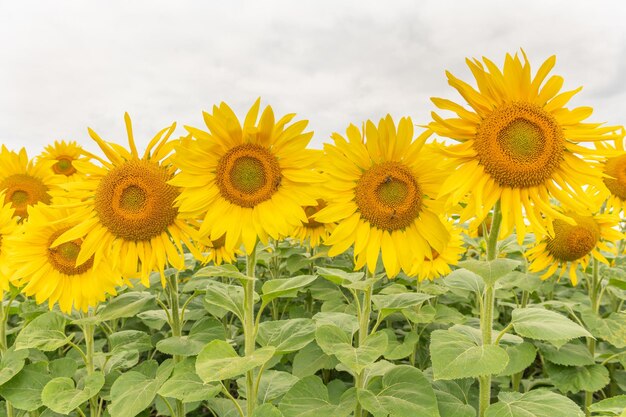 Champs de tournesols ou de soleil Helianthus annuus cultivés pour sa farine et son huile de graines comestibles