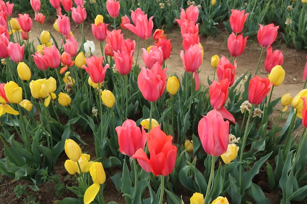 Champs de tulipes étonnants en Italie