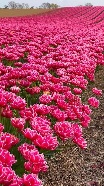 Des champs de tulipes en fleurs colorées par une journée nuageuse aux Pays-Bas