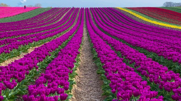 Des champs de tulipes en fleurs colorées par une journée nuageuse aux Pays-Bas