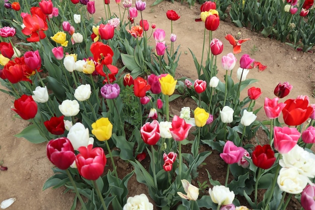 Champs de tulipes multicolores étonnants en italie