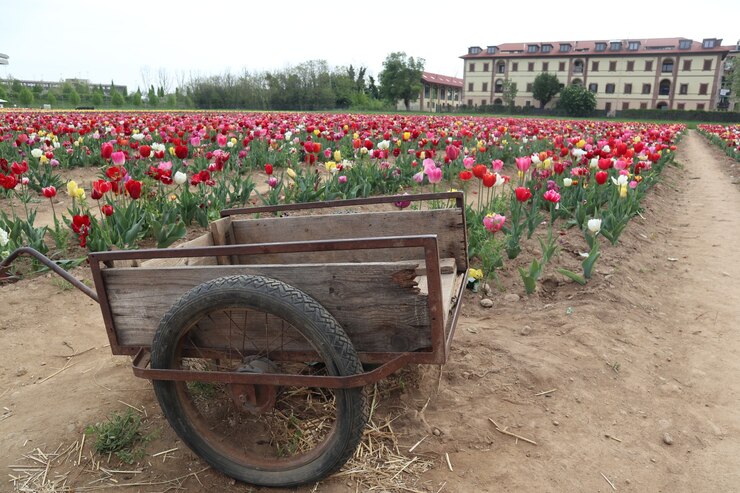 Photo champs de tulipes multicolores étonnants en italie