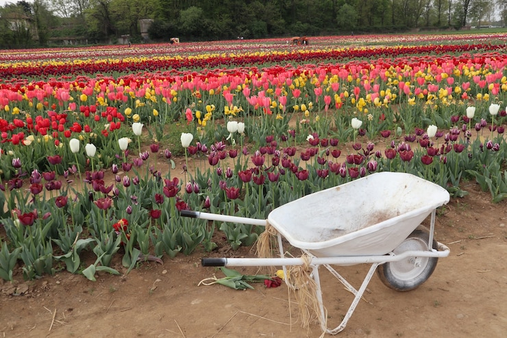 Photo champs de tulipes multicolores étonnants en italie