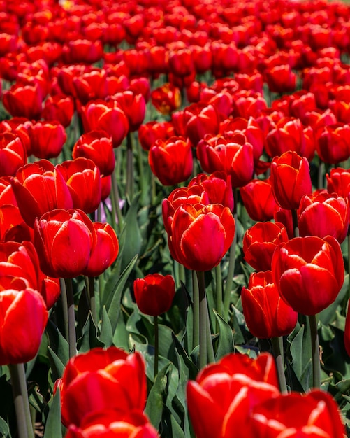 Champs de tulipes par une journée de printemps ensoleillée