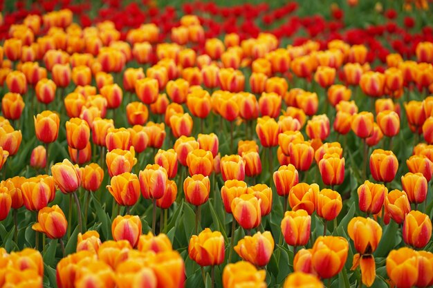 Champs de tulipes printanières colorées tulipes orange vif multicolores fleurs rouges et jaunes vibrantes tulipes et ciel bleu fond floral de printemps