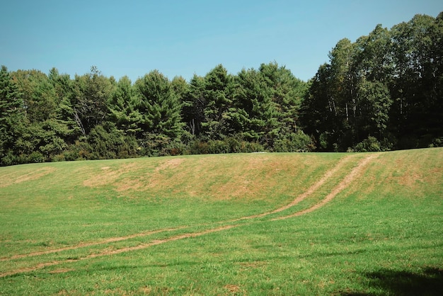 Photo des champs verts et des arbres à la campagne