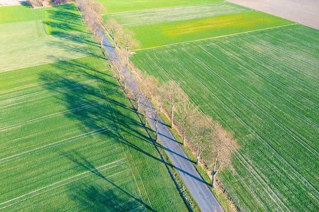 Champs verts et arbres Paysage photographié au-dessus d'un vol de drone