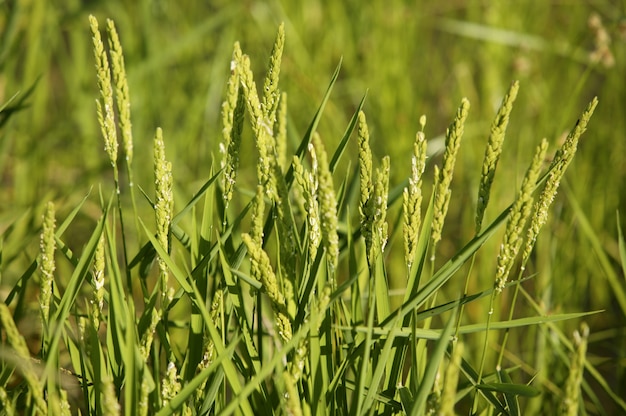 Champs verts de céréales de riz