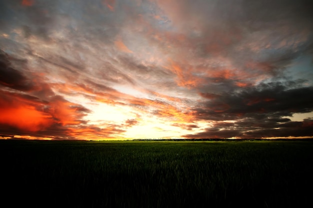 Champs verts et coucher de soleil enchanteur