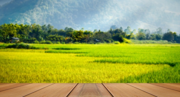 Champs verts dans la vallée magnifique paysage de PhuLua Loei, Thail