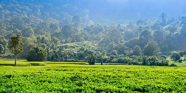 Photo champs verts dans la vallée magnifique paysage de phulua loei, en thaïlande.