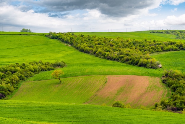 Champs verts de ferme sur des collines