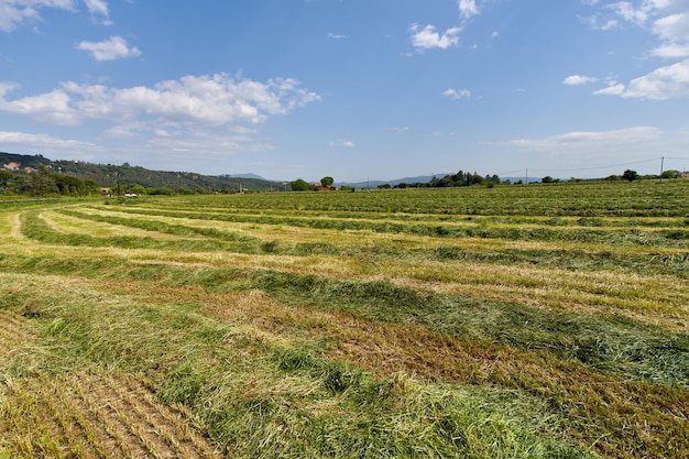 Champs verts avec herbe et foin coupés prêts à être récoltés