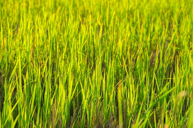 Champs verts, rizière en Thaïlande