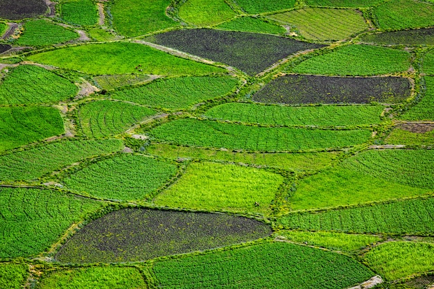 Champs verts se bouchent, Inde