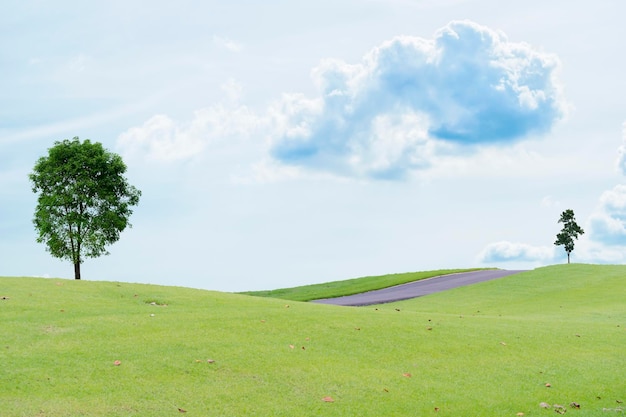 Les champs verts sont magnifiquement empilés avec des nuages blancs, un ciel bleu et des arbres