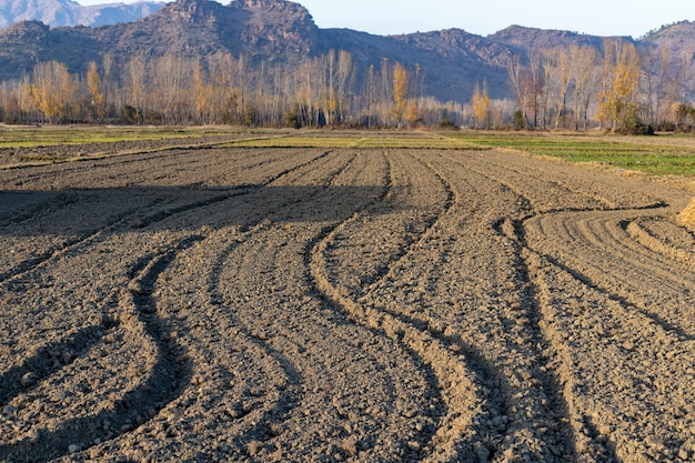 Champs vides labourés avec un tracteur après avoir récolté les récoltes