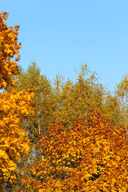 Changeant la couleur de l'érable à l'automne, le feuillage de l'érable est endommagé et tombera, arbres à feuilles caduques y compris l'érable avant la chute des feuilles, gros plan