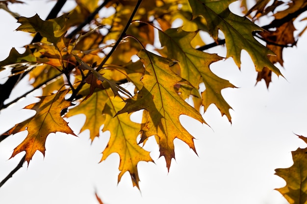 Changement de couleur du chêne à l'automne, le feuillage du chêne est endommagé et tombera, les arbres à feuilles caduques y compris le chêne avant la chute des feuilles, gros plan