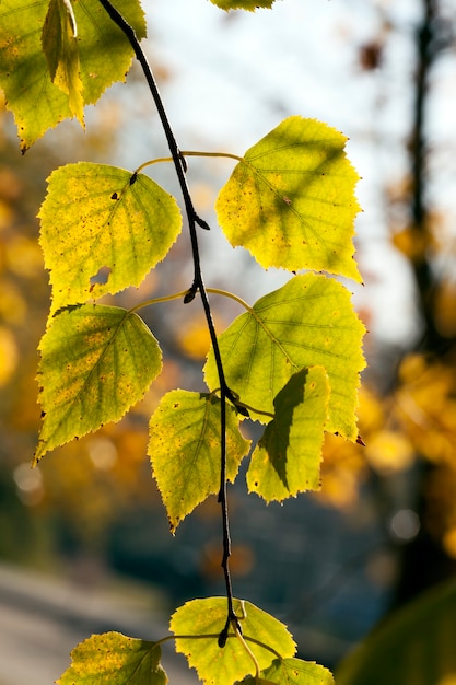 Changement de la couleur du feuillage des arbres à l'automne, les feuilles par temps ensoleillé sont jaune-vert