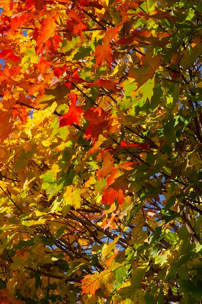 Changement de saison. Automne lumineux. Feuilles rouges et jaunes sur une branche d'arbre baignée de rayons de soleil