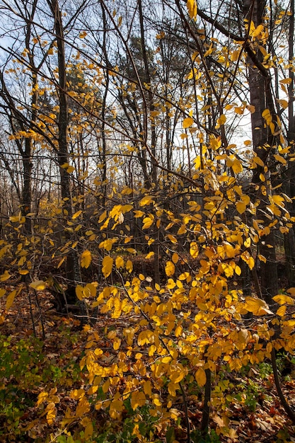 Changements dans la nature pendant la saison d'automne