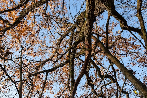 Changements dans la nature pendant la saison d'automne