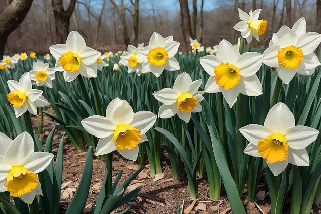 Le chant du printemps de Narcisse