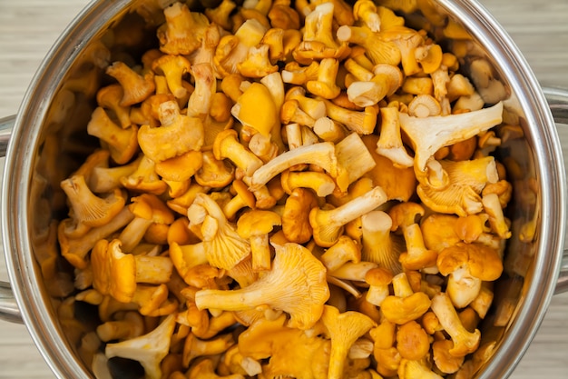 Chantarelles dans un gros pot