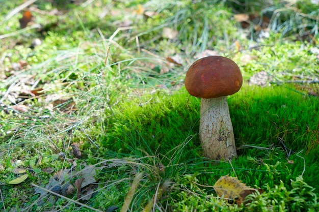 Chanterelles sur fond de bois