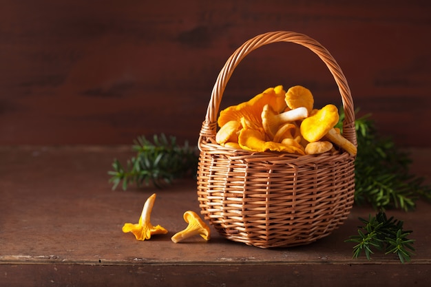 Chanterelles fraîches crues sur fond noir