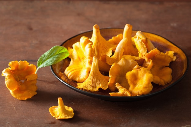 Chanterelles fraîches crues sur fond sombre