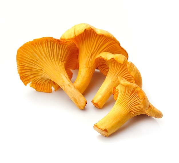 Chanterelles isolés sur fond blanc.