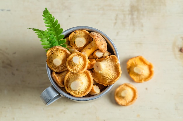 Chanterelles sauvages fraîchement récoltées en forêt