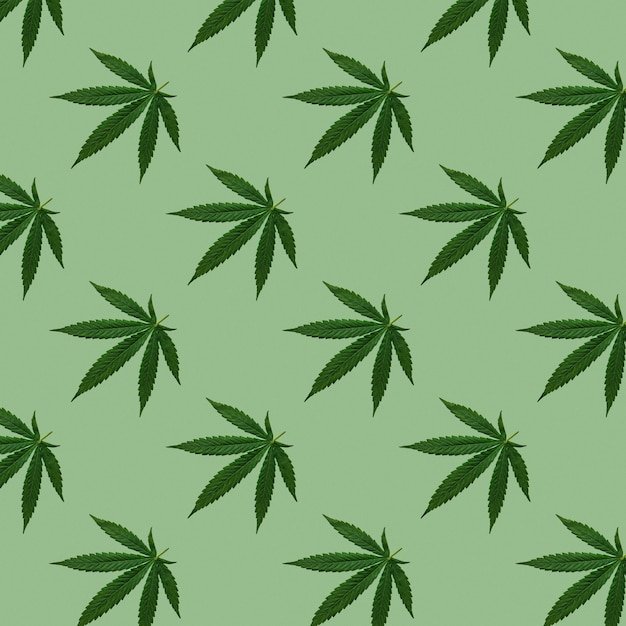 Le chanvre ou le cannabis laisse un motif sans couture. Gros plan de feuilles de cannabis fraîches sur fond vert