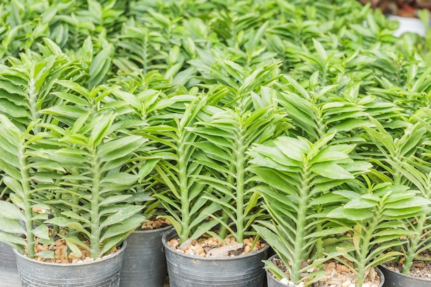 Chanvre ornemental dans la culture des plantes.